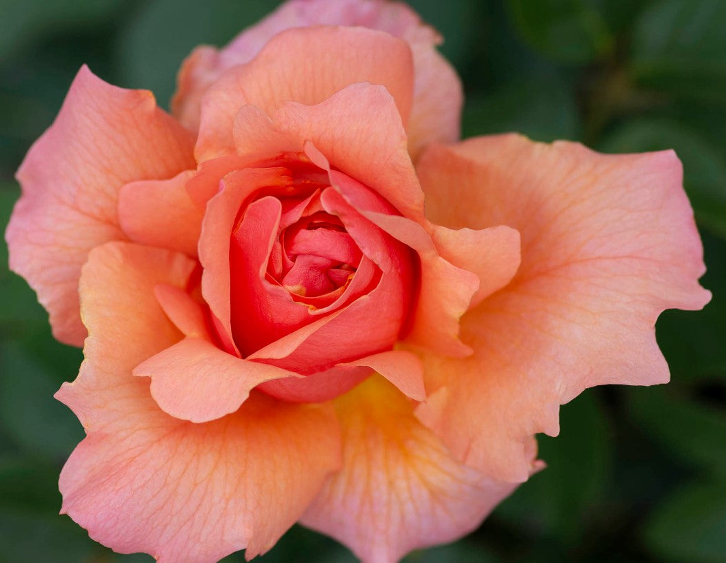 Apricot Candy - Star Roses and Plants