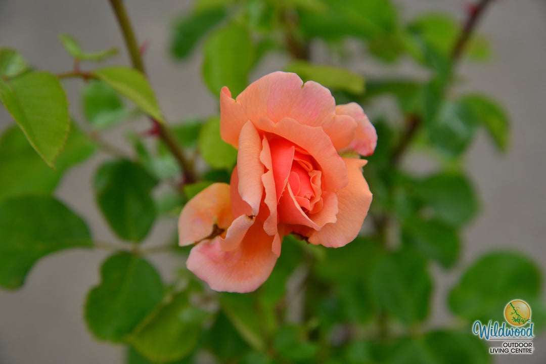 Apricot Candy - Star Roses and Plants
