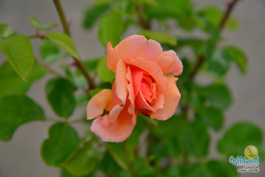 Apricot Candy - Star Roses and Plants
