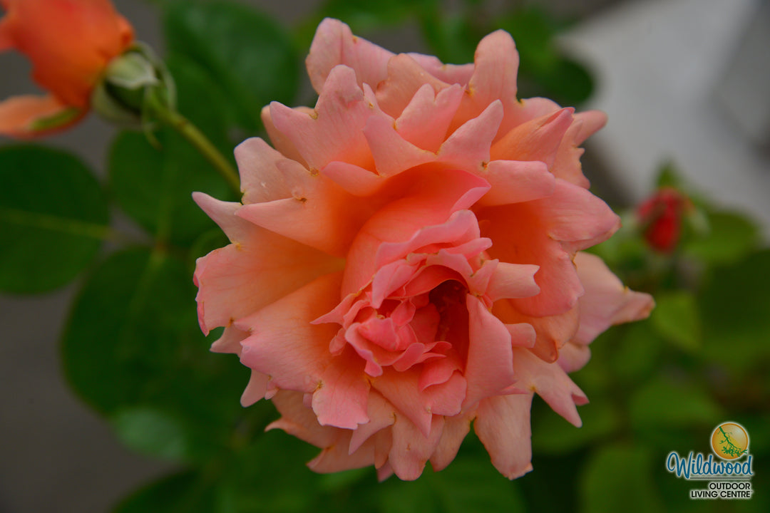 Apricot Candy - Star Roses and Plants
