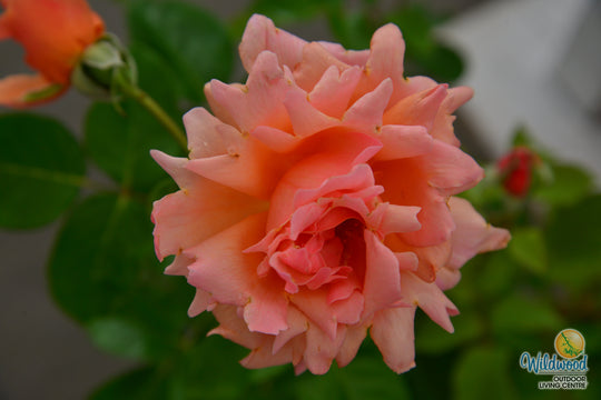 Apricot Candy - Star Roses and Plants