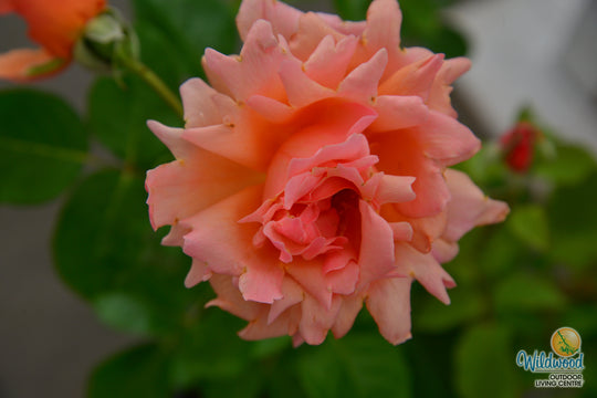 Apricot Candy - Star Roses and Plants