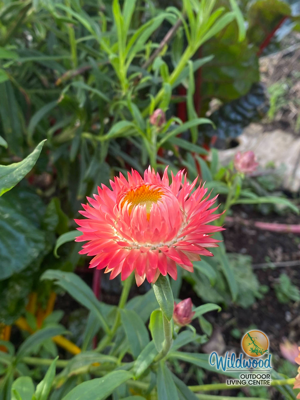 Strawflowers Mixed Helichrysum - Ontario Seed Company