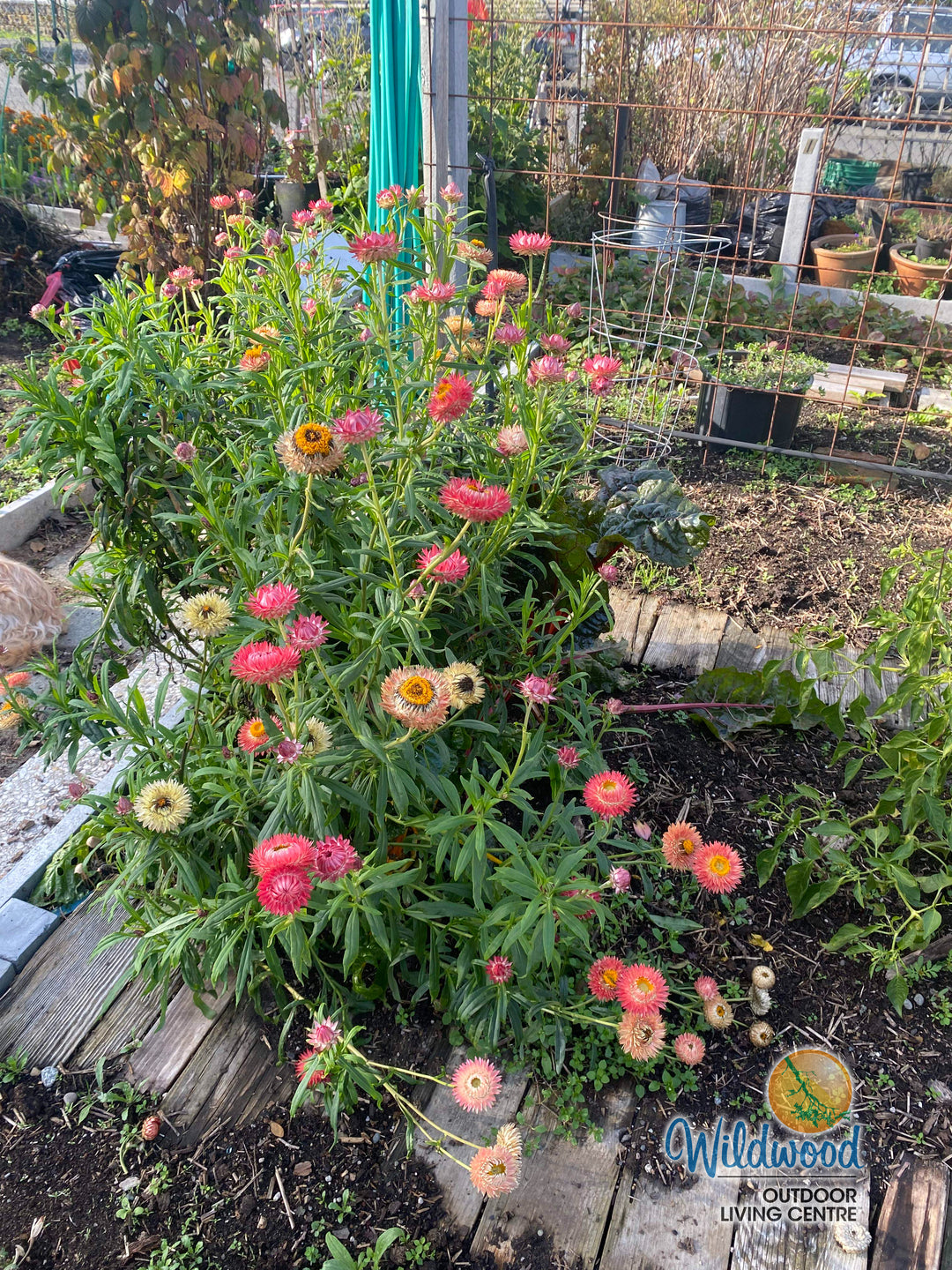 Strawflowers Mixed Helichrysum - Ontario Seed Company