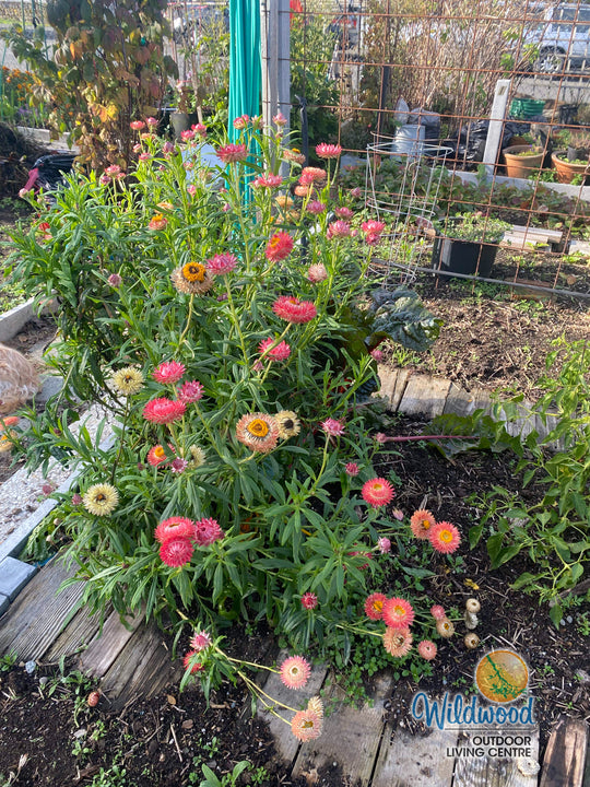 Strawflowers Mixed Helichrysum - Ontario Seed Company