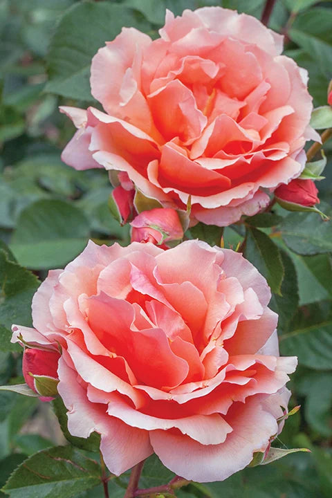 Apricot Candy - Star Roses and Plants