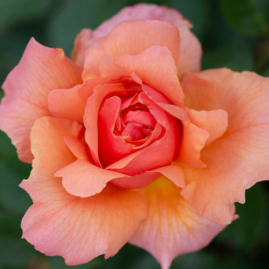 Apricot Candy - Star Roses and Plants