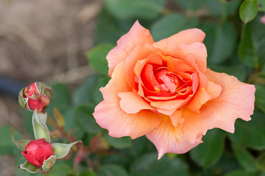 Apricot Candy - Star Roses and Plants