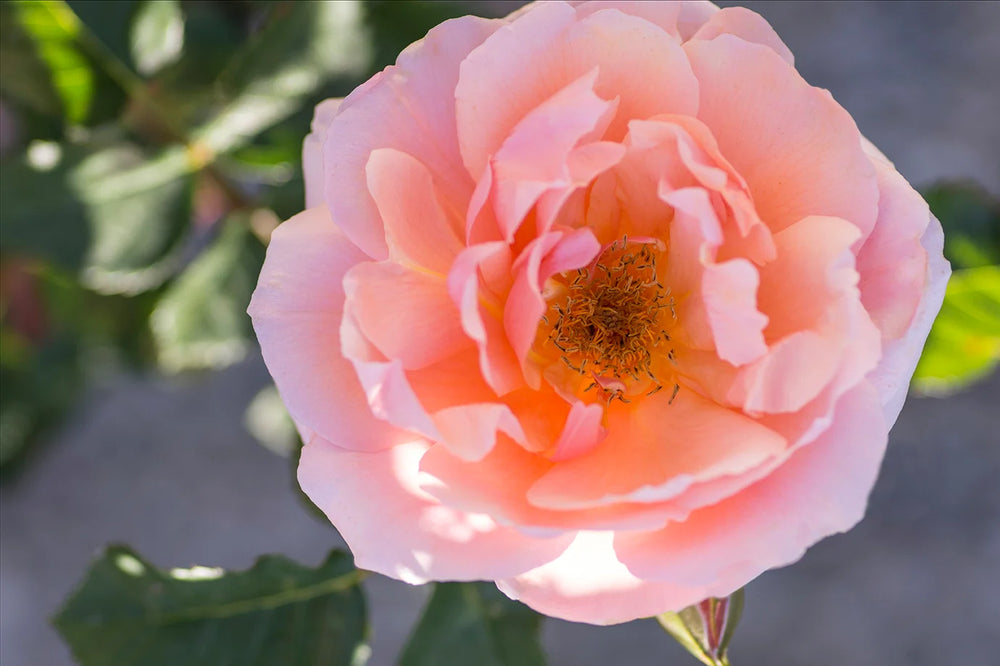 Apricot Candy - Star Roses and Plants