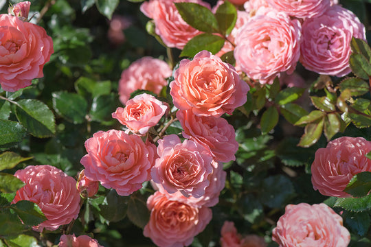 Apricot Drift - Star Roses and Plants
