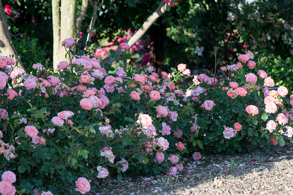 Apricot Drift - Star Roses and Plants