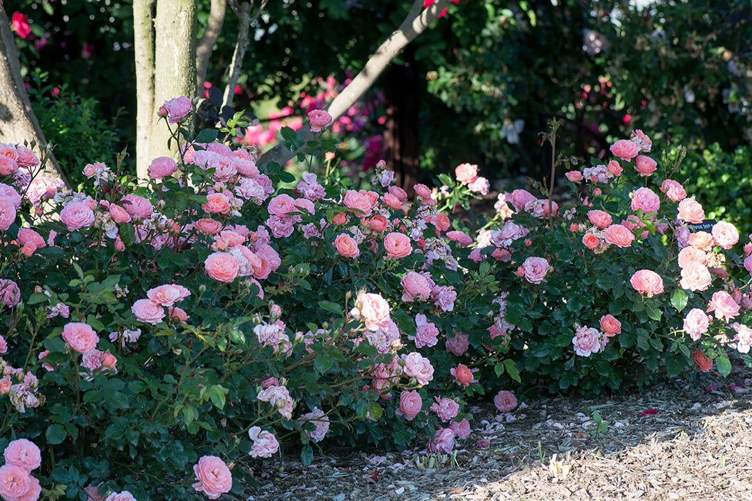 Apricot Drift - Star Roses and Plants
