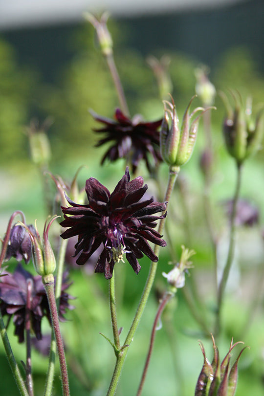 Columbine - Black Barlow, 1 Pack