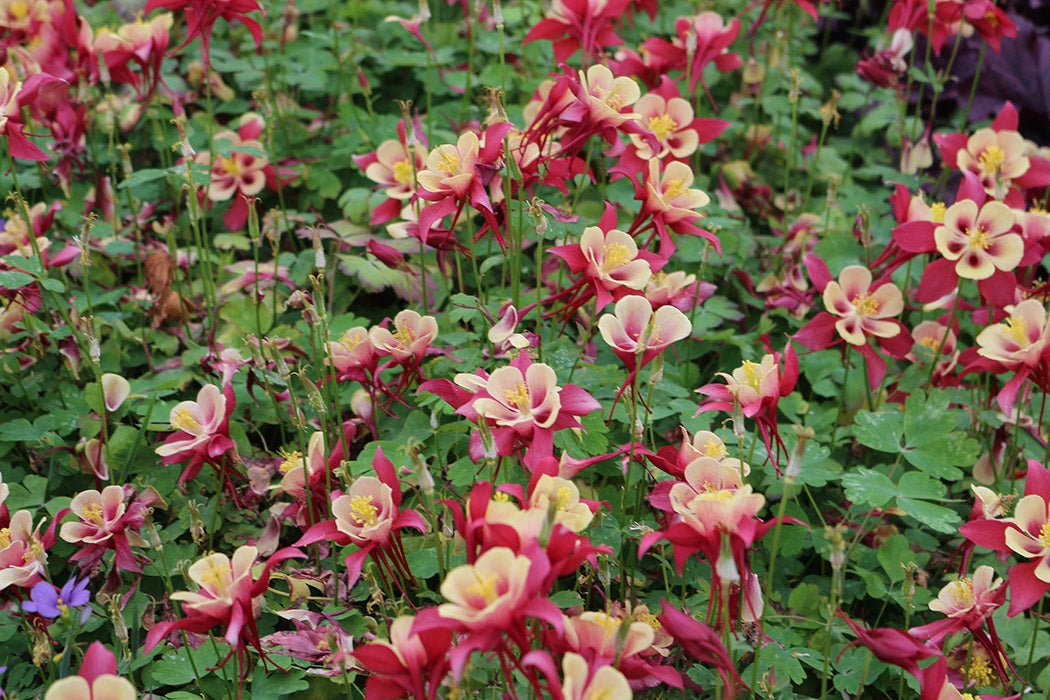 Columbine - F1 Earlybird Red and Yellow, 1 Pack