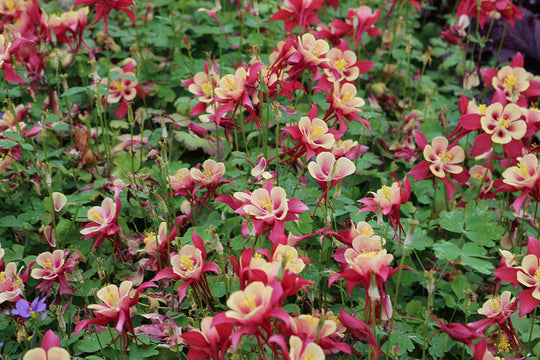 Columbine - F1 Earlybird Red and Yellow, 1 Pack