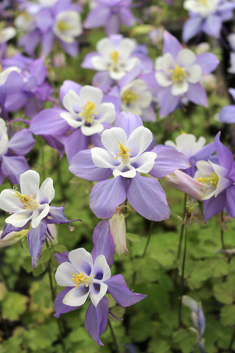 Columbine - Kirigami Blue and White, 1 Pack