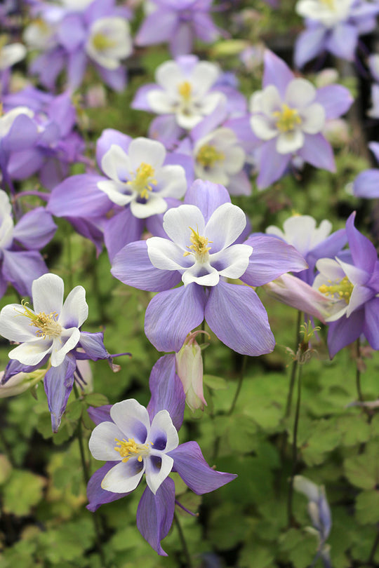 Columbine - Kirigami Blue and White, 1 Pack