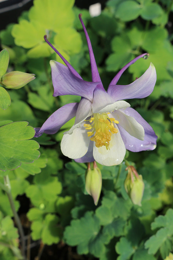 Columbine - Kirigami Blue and White, 1 Pack