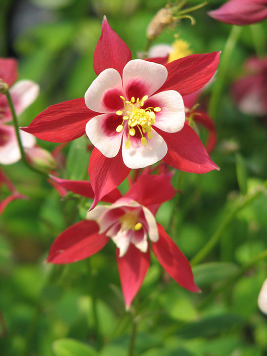 Columbine - Kirigami Red and White, 1 Pack