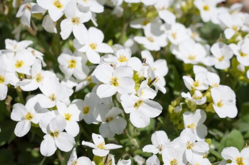 Arabis Snow Cap - Ontario Seed Company