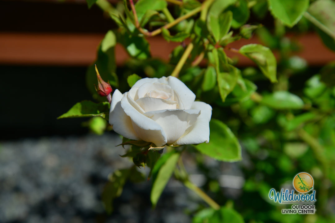 Arborose® Honeymoon™ - Kordes® Roses