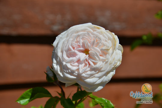 Arborose® Honeymoon™ - Kordes® Roses