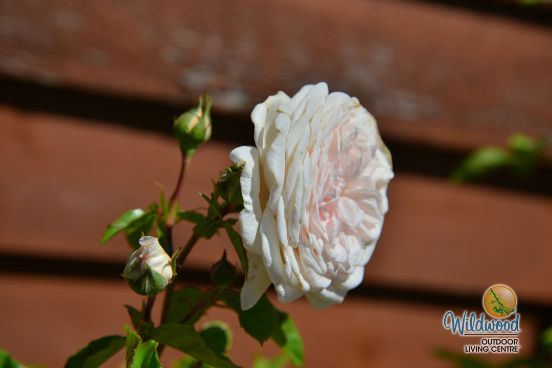Arborose® Honeymoon™ - Kordes® Roses