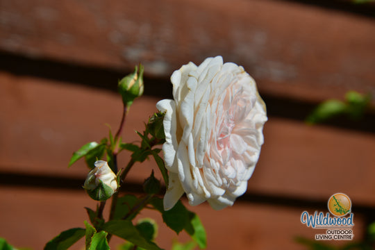 Arborose® Honeymoon™ - Kordes® Roses