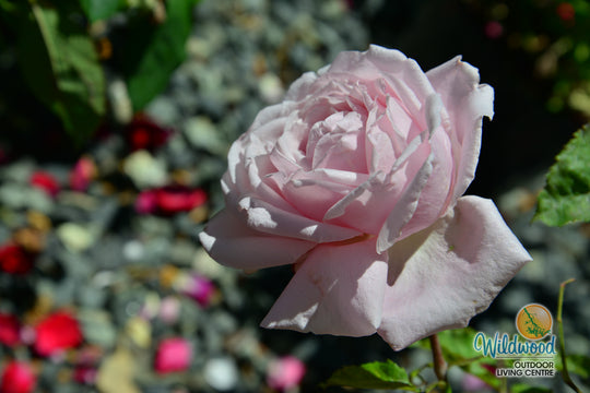 Arborose® Honeymoon™ - Kordes® Roses