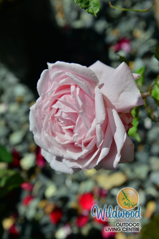 Arborose® Honeymoon™ - Kordes® Roses