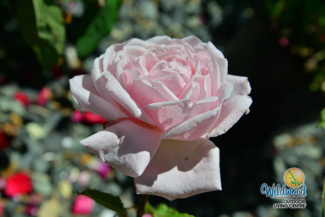 Arborose® Honeymoon™ - Kordes® Roses