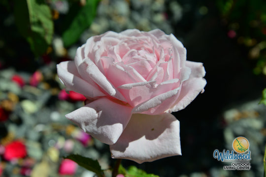 Arborose® Honeymoon™ - Kordes® Roses