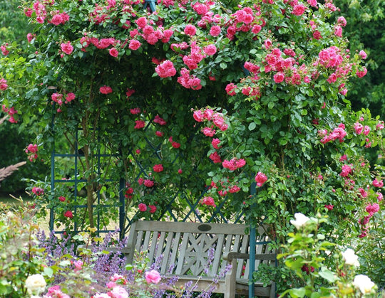 Arborose Laguna - Star Roses and Plants