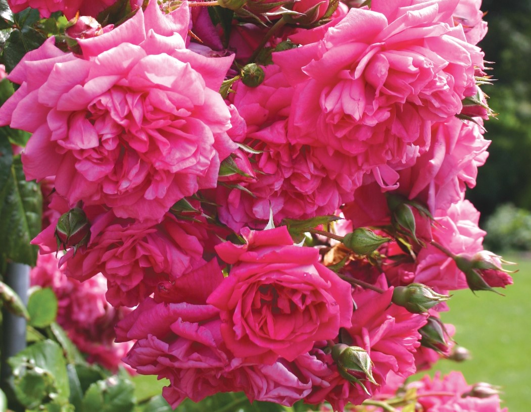 Arborose Roses Arborose® Laguna™ - Kordes® Roses – Wildwood Outdoor Living