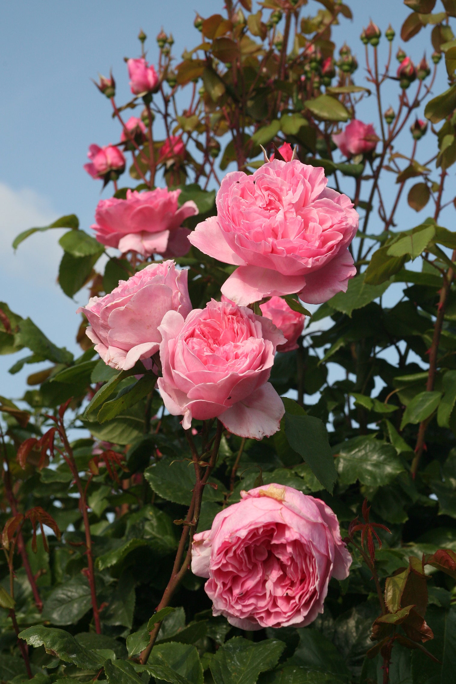 Arborose® Kiss Me Kate™ - Kordes® Roses – Wildwood Outdoor Living