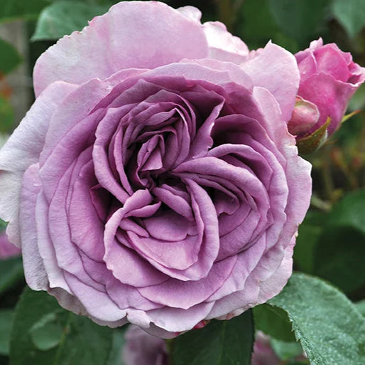 Arborose® Quicksilver™ - Kordes® Roses