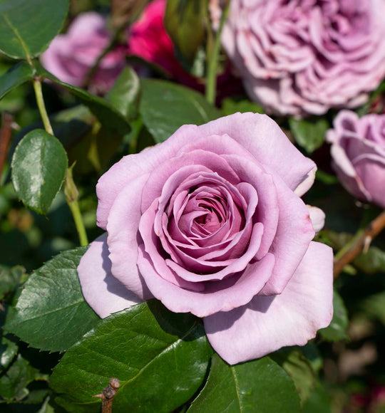 Arborose® Quicksilver™ - Kordes® Roses