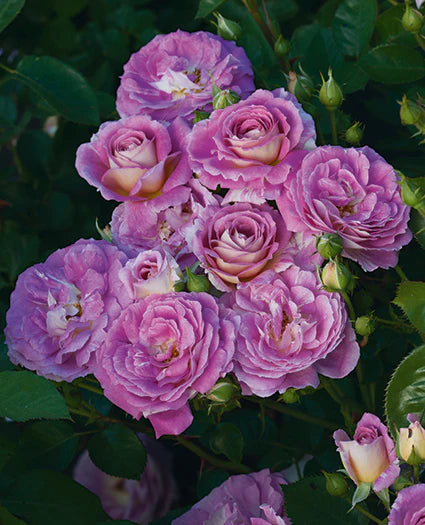 Arctic Blue - Weeks Rose