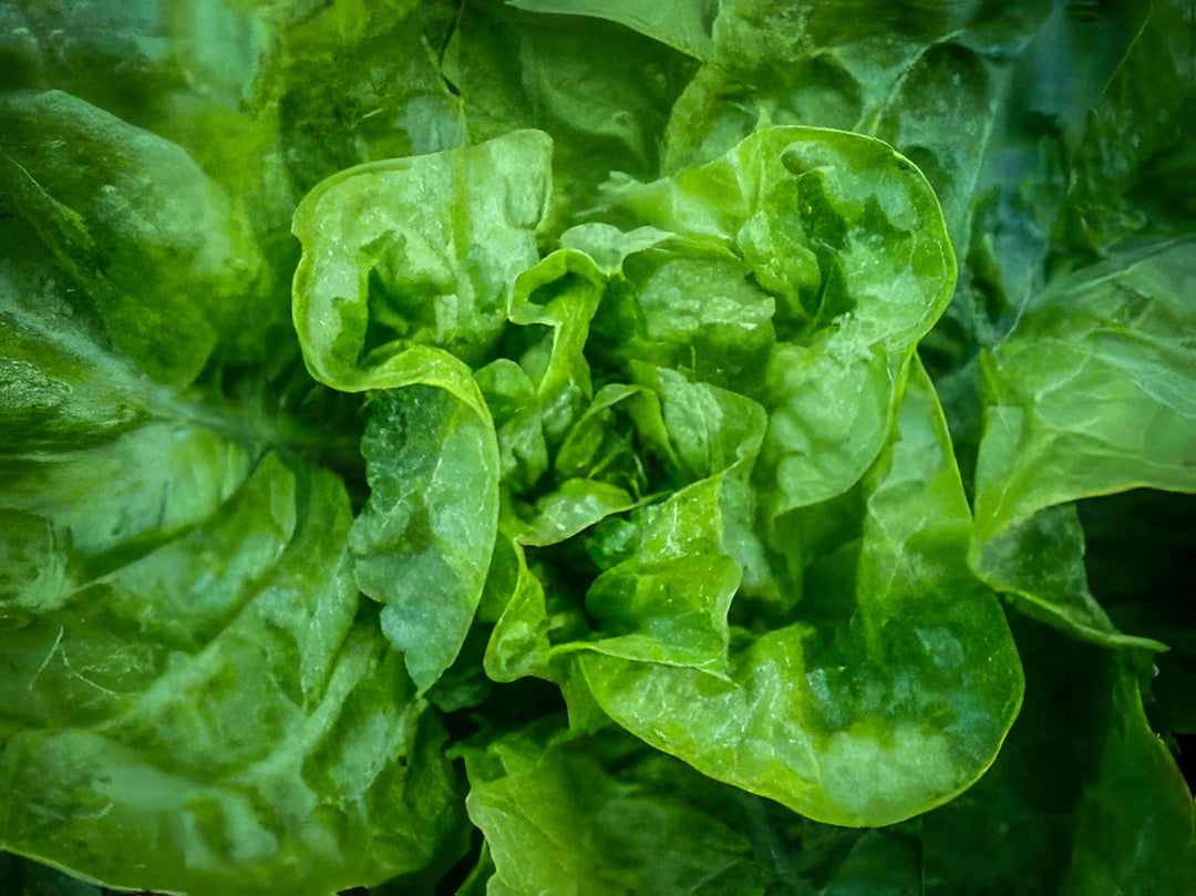 Lettuce Arctic King Butterhead - Salt Spring Seeds