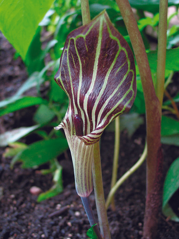 Arisaema - Triphyllum, 1 pack