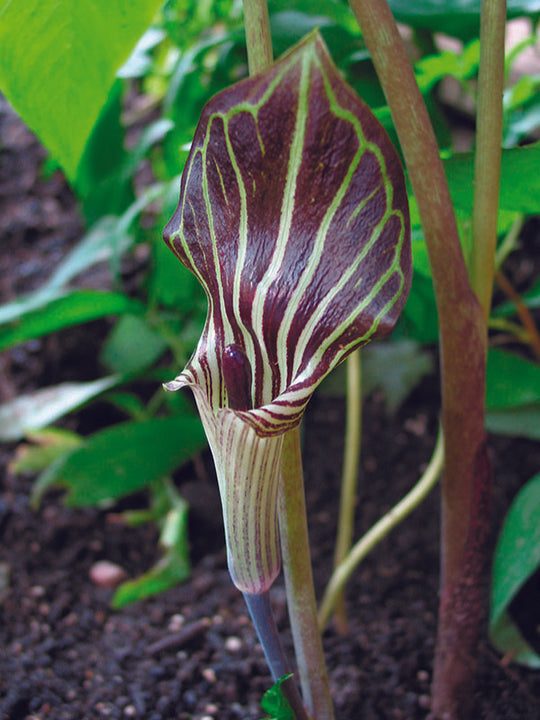Arisaema - Triphyllum, 1 pack