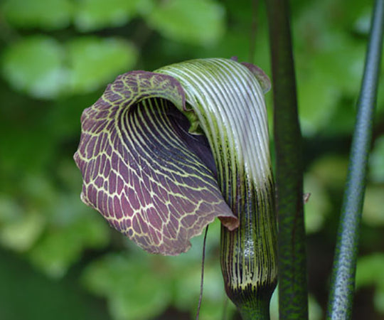 Arisaema Griffithii - Cobra Lily, 2 Pack