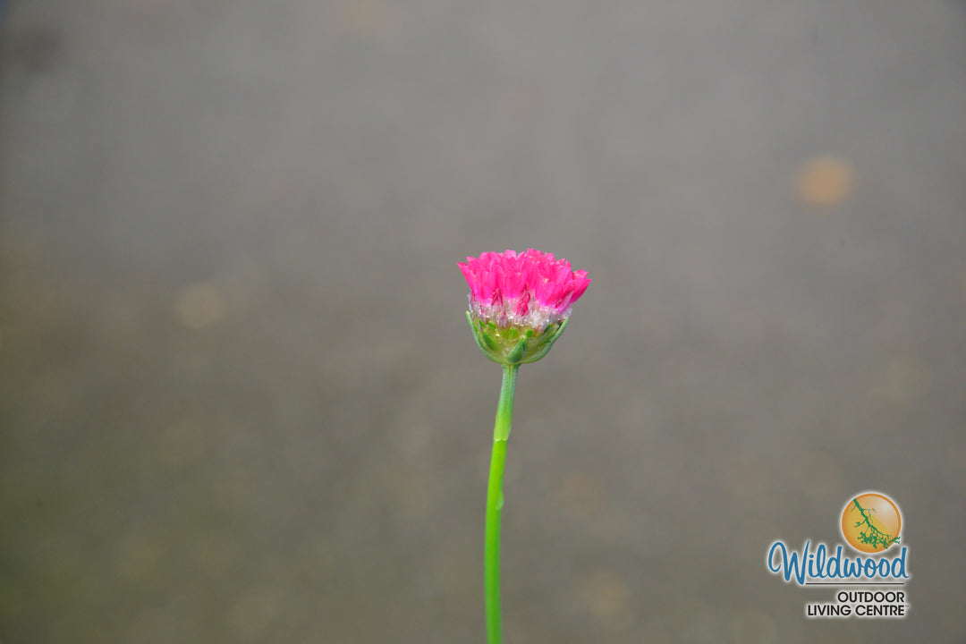 Armeria - Hypnotic Dreams, 1 Pack