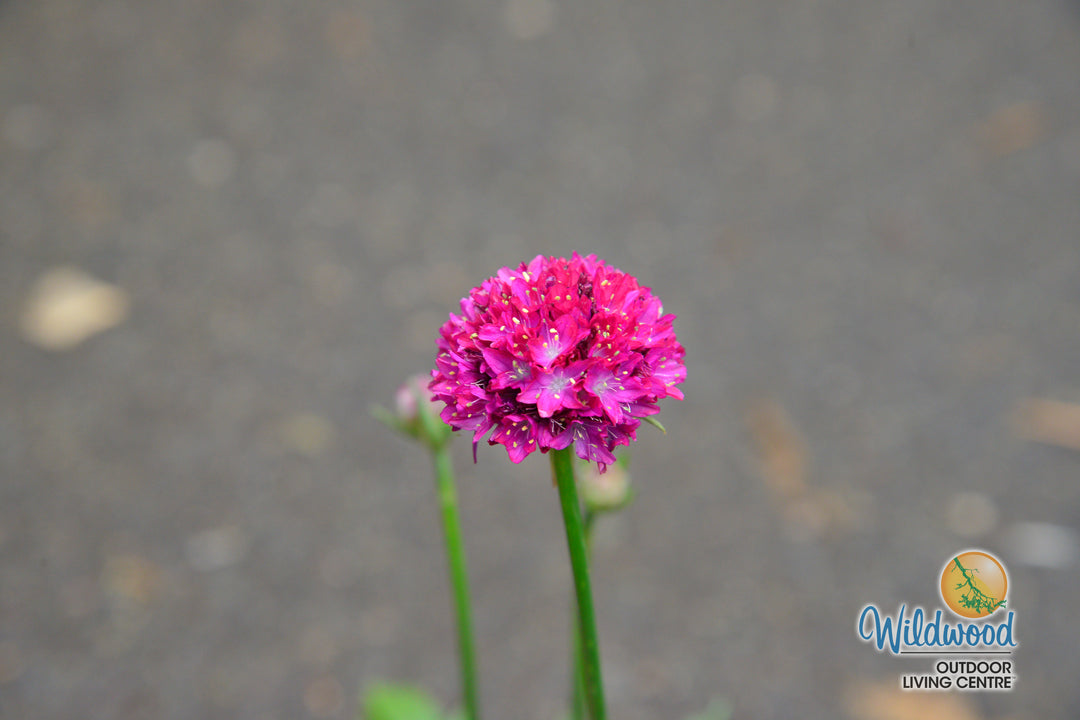 Armeria - Hypnotic Dreams, 1 Pack
