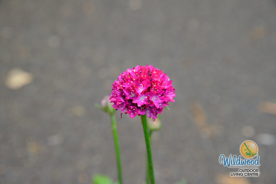 Armeria - Hypnotic Dreams, 1 Pack