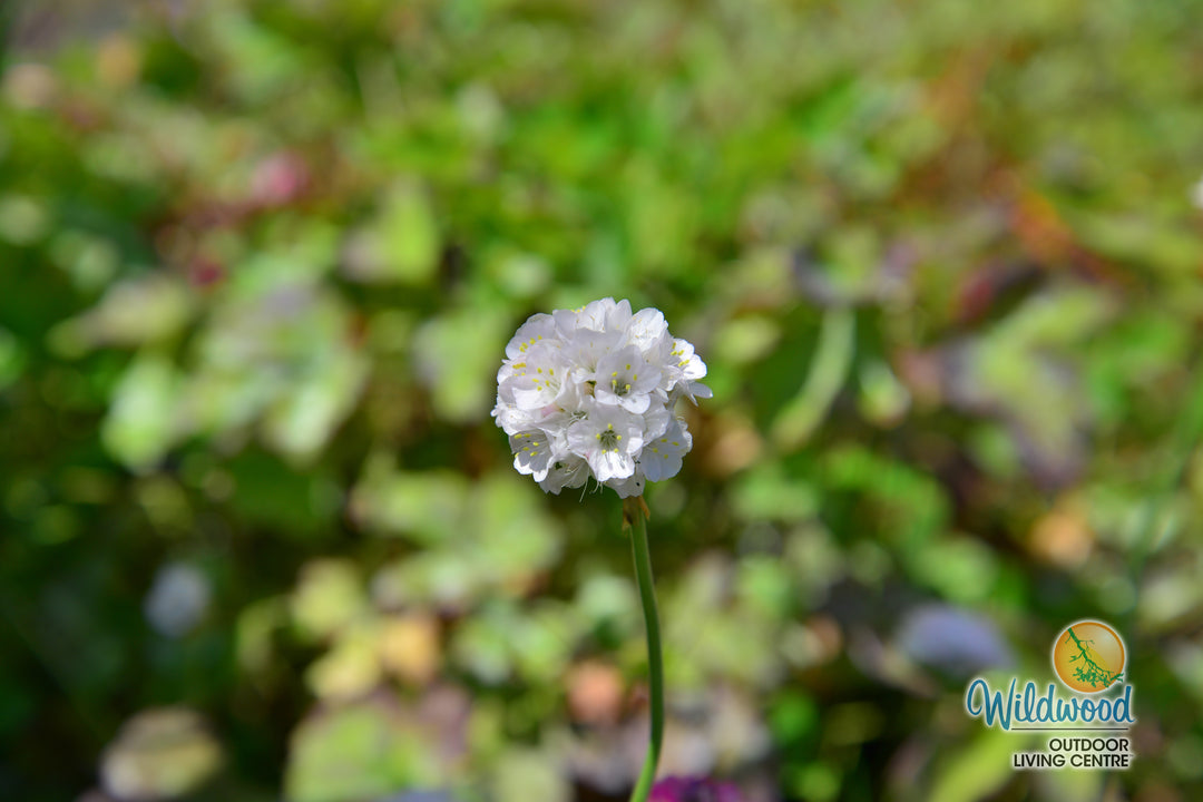 Armeria - Alba, 1 Pack