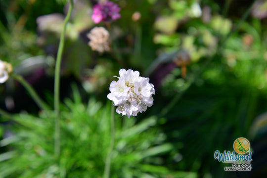 Armeria - Alba, 1 Pack