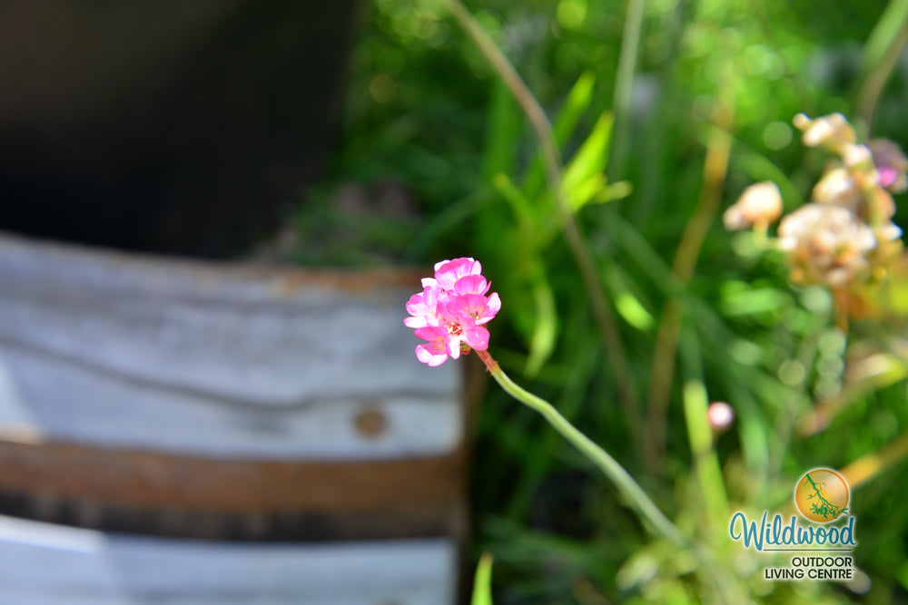 Armeria Maritima - Ontario Seed Company
