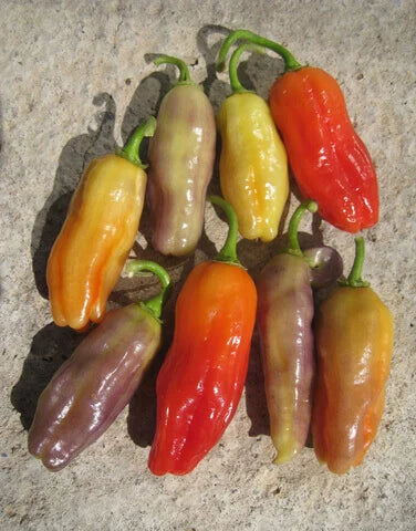 Pepper Aroma Chili International - Aimers Seeds