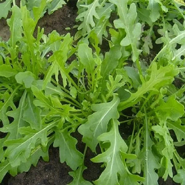 Arugula Bellezia - Saanich Organics